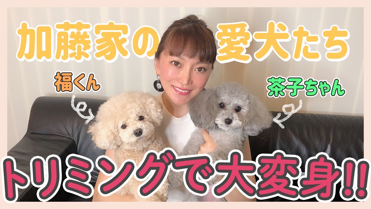【愛犬】加藤家の可愛い子供達のトリミングツアー大公開！！