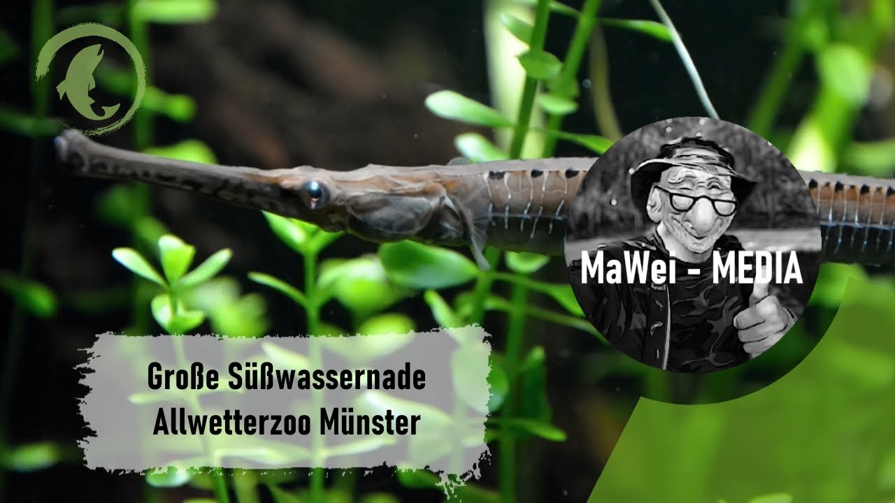 Doryichthys boaja - Große Süßwassernade @Allwetterzoo Münster