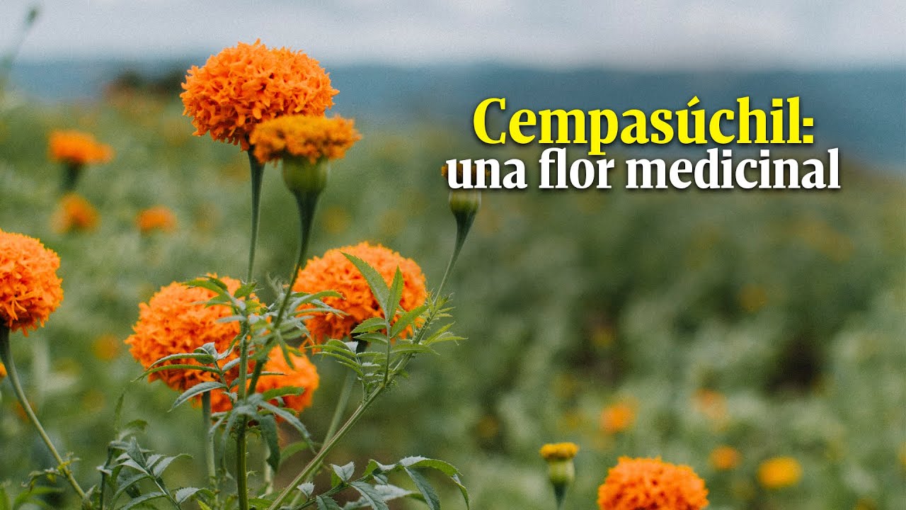 &iquest;Sab&iacute;as que la flor de muerto o cempas&uacute;chil tiene propiedades medicinales? Aqu&iacute; te contamos cu&aacute;les