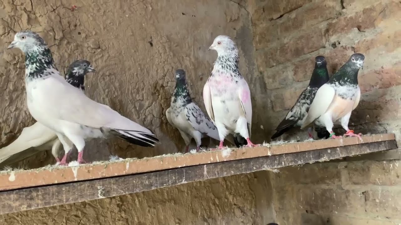 10کبوتر800روپے پرچیز وہی جو دل کو اچھی لگے جس کی سمجھ میں ائے رابطہ کرے لوکیشن فیصل آباد 03219962727
