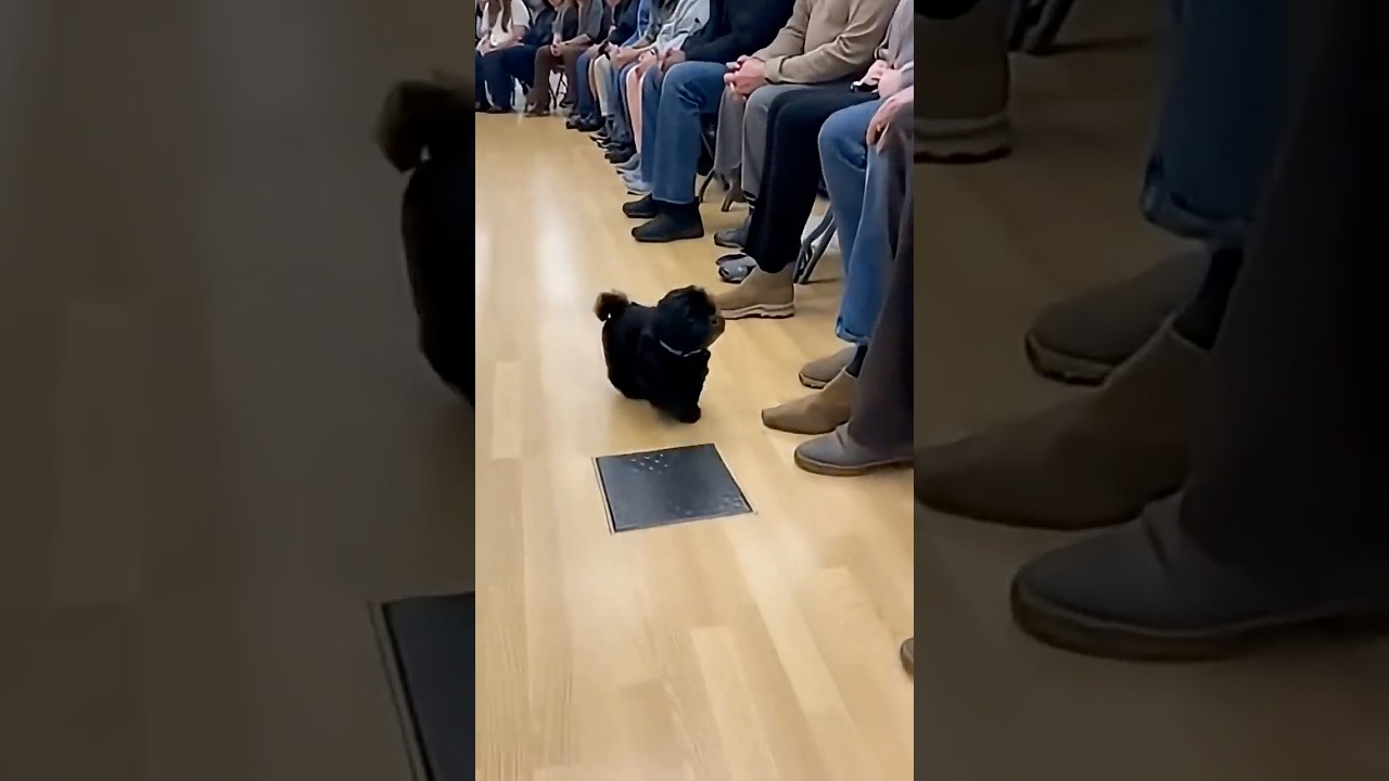 In this place.Dogs choose humans