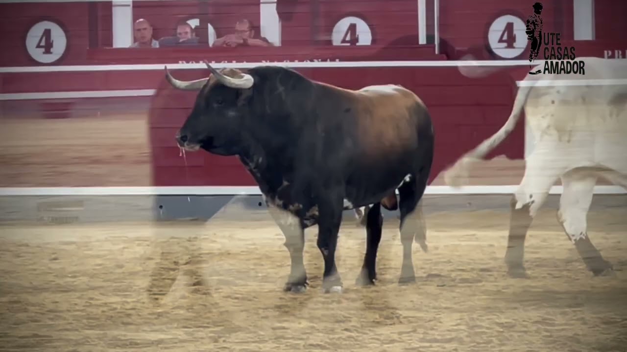 Emoci&oacute;n y trap&iacute;o, en la desencajonada de Albacete