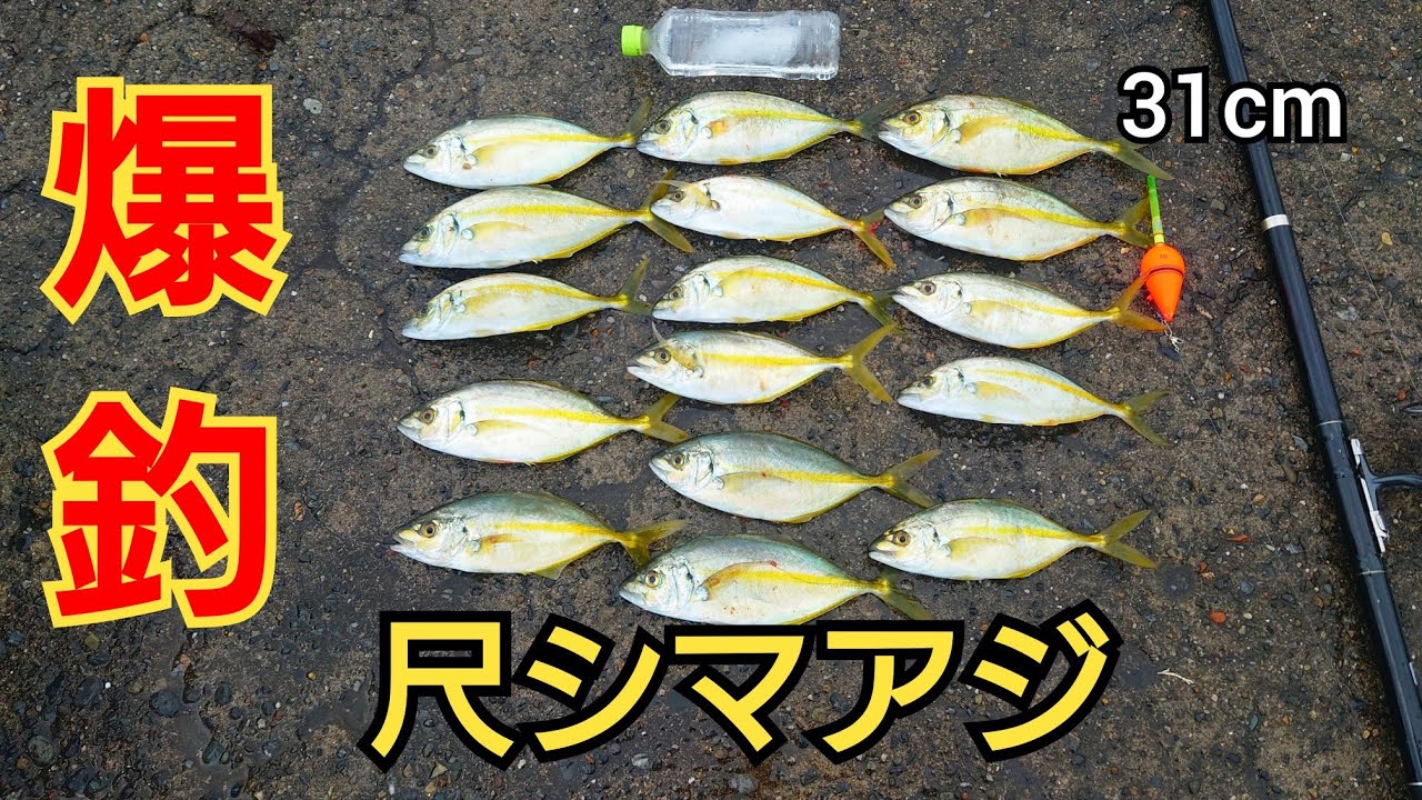 釣り名人に教えてもらった仕掛けを使ったら堤防から尺シマアジが爆釣!!神回
