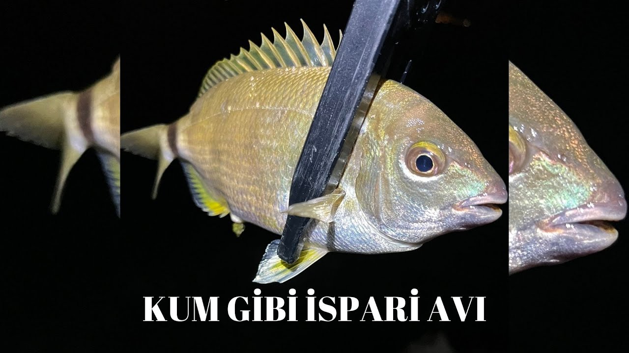 AT ÇEK İSPARİ AVI-LRF İLE BALIK AVI-ÇİN KURDU İLE BALIK AVI #balıkçılık #lrf #fishing #fish
