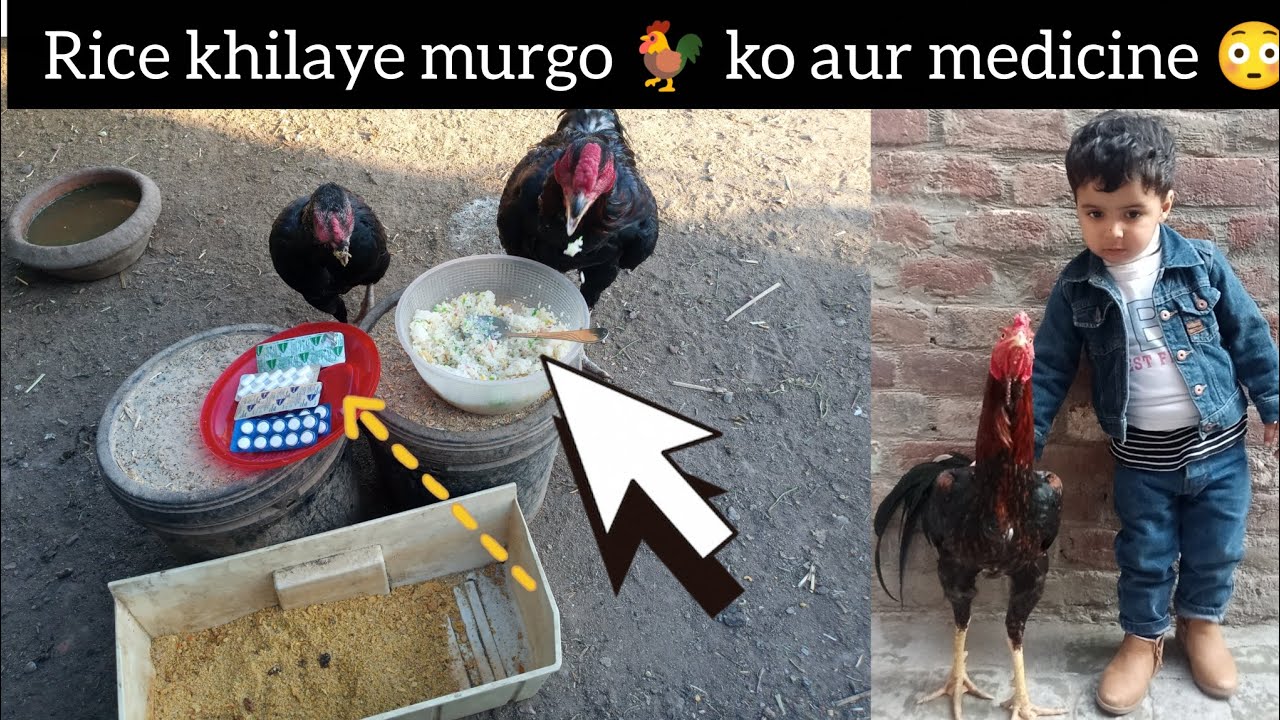 Rice khilaye murgo 🐓 ko aur medicine 😳 like and subscribe thanks for watching 💖