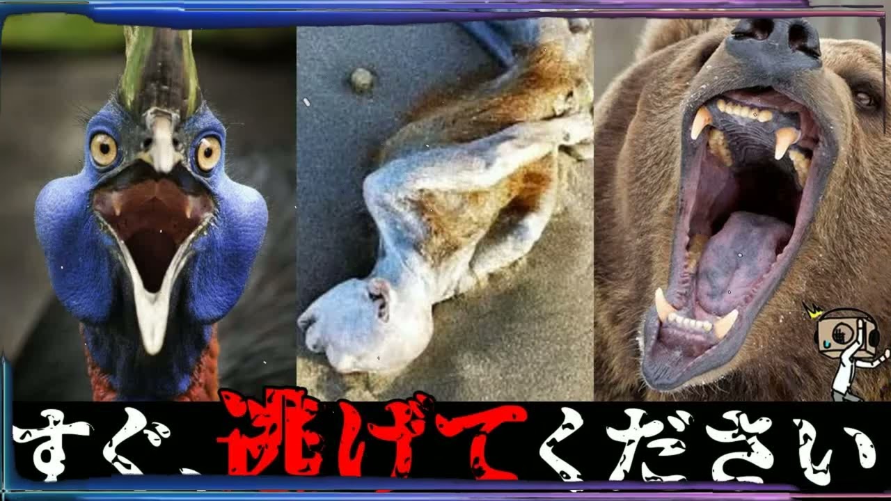 【UMA】衝撃！危険生物のヤバすぎる生態まとめ「作業用⧸たっくー切り抜き」