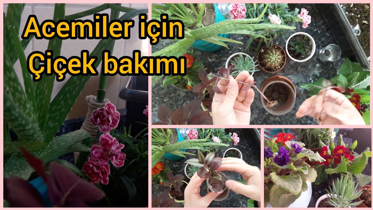 Как ухаживать за цветами для начинающих - Как размножать цветы - видео по уходу за цветами