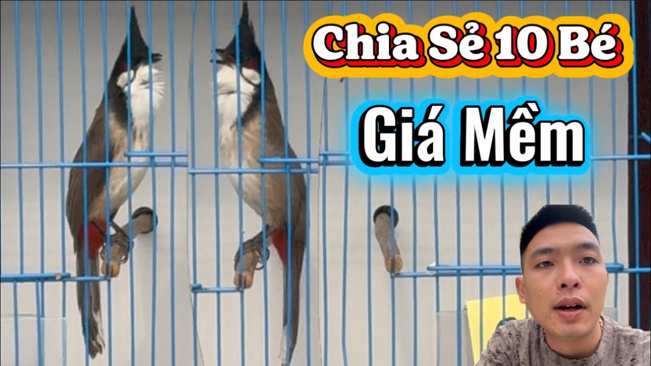 24-1. CHIA SẺ 10 BÉ BỔI GIÁ MỀM. HÀNG CHỌN TUYỂN VÍP BỘ TO DÀI. QUÁI THÚ ĐẦU ĐÀN CỰC VÍP CHO AE GỘT
