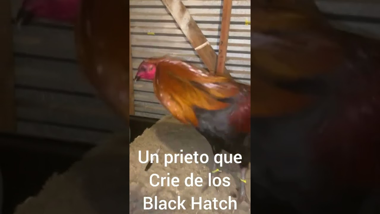 black Hatch(McRae over hatch)