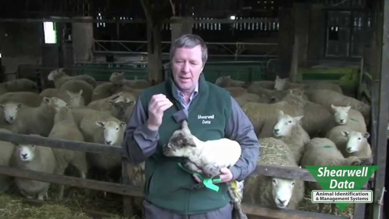 Shearwell Data - Sheep Tagging & Electronic ID Introduction
