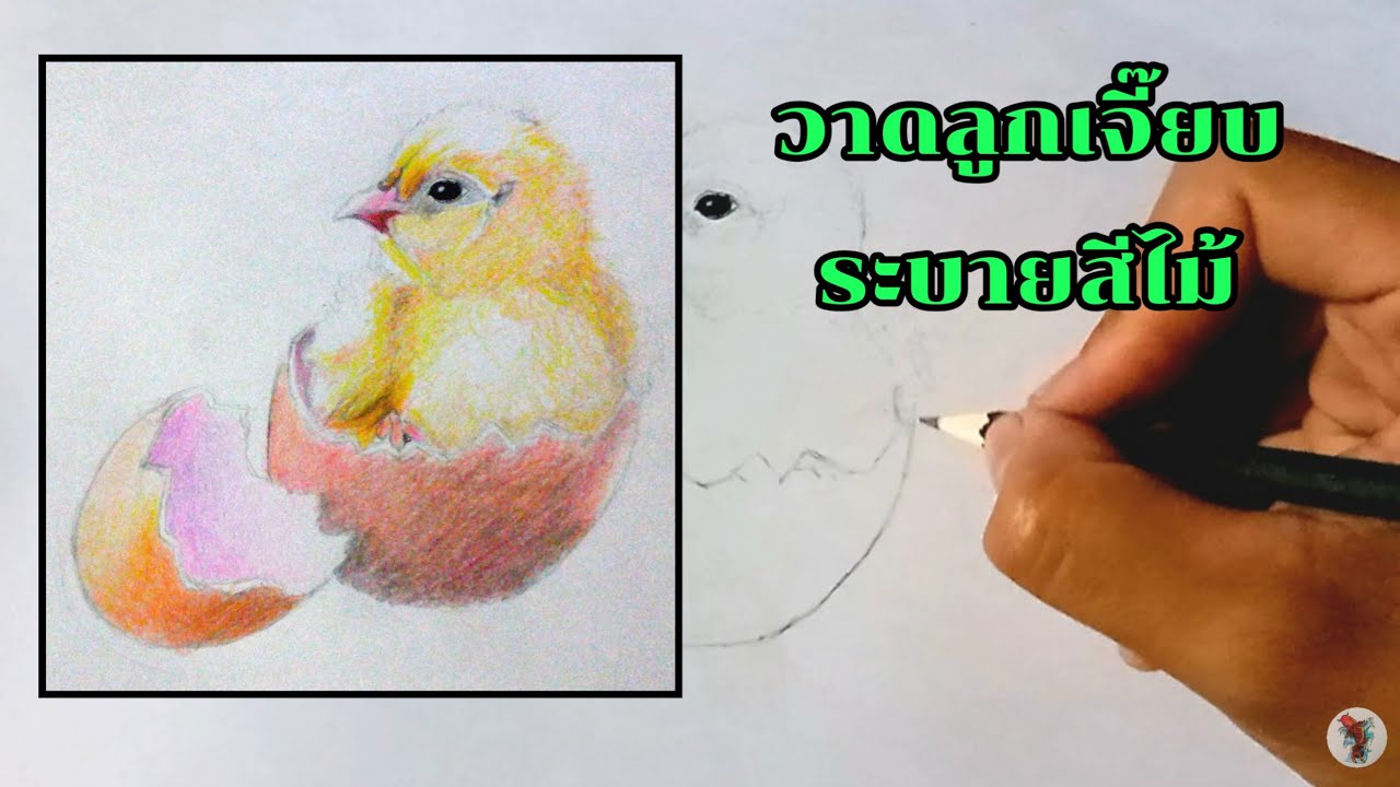   วาดลูกเจี๊ยบ ระบายสีไม้สวยงาม  Draw a chick and color it beautifully with colored pencils. 