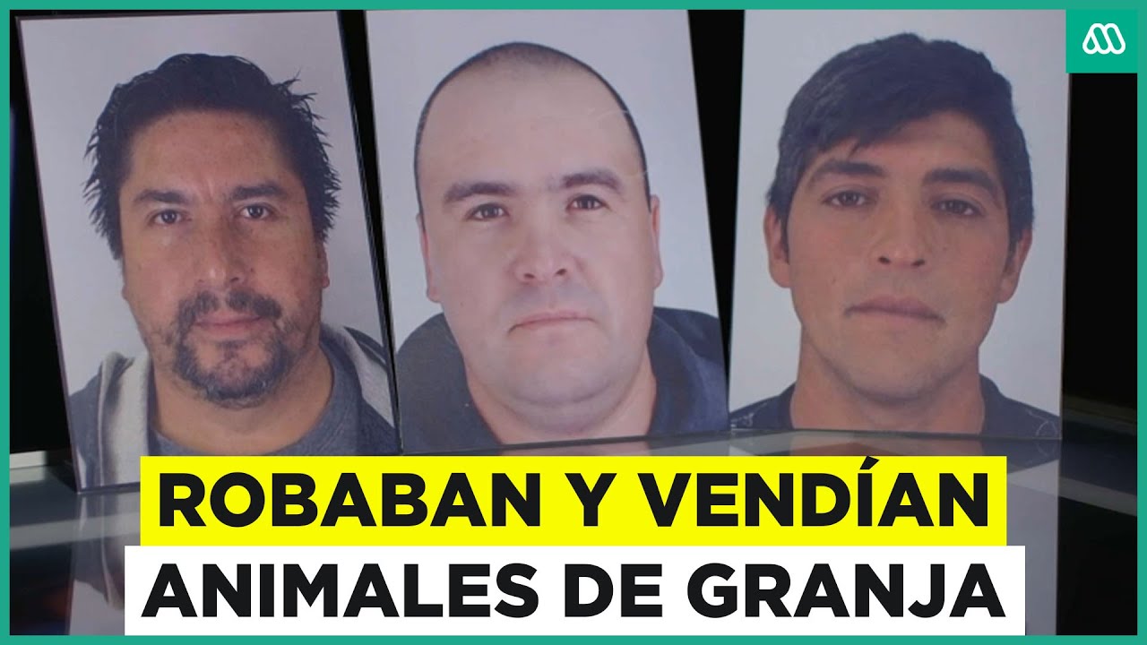 Los cuatreros de San Fabián: Robaban animales en distintas regiones