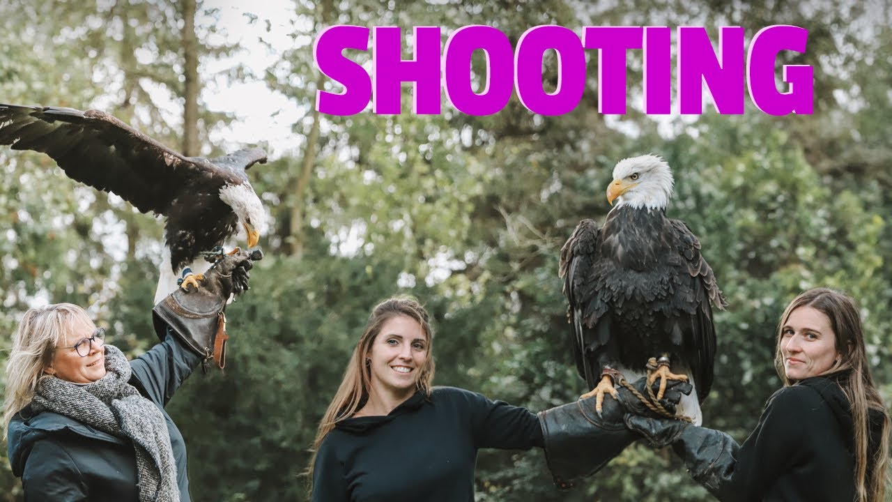 🦅 À LA RENCONTRE DES AIGLES : shooting photo d’exception avec les PYGARGUES à tête blanche