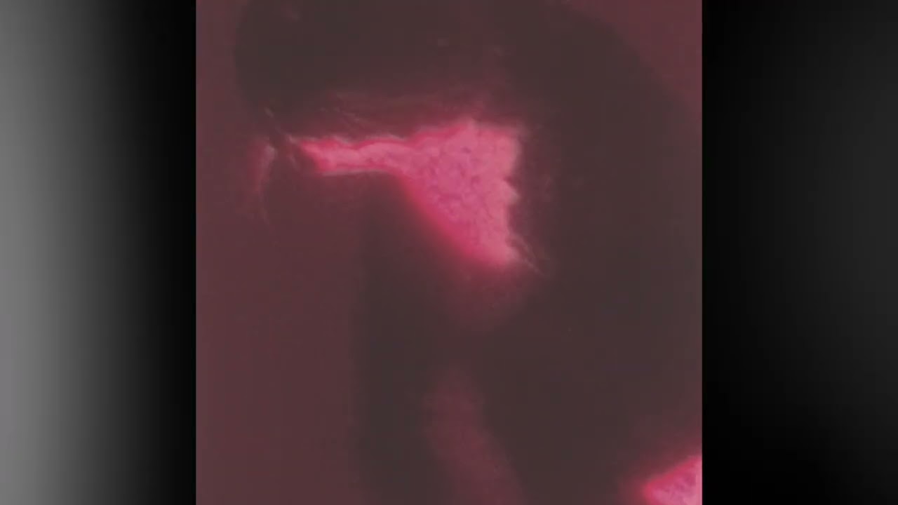 Spirit Animal Familiar Tuxedo Cat Nibbler ❤️