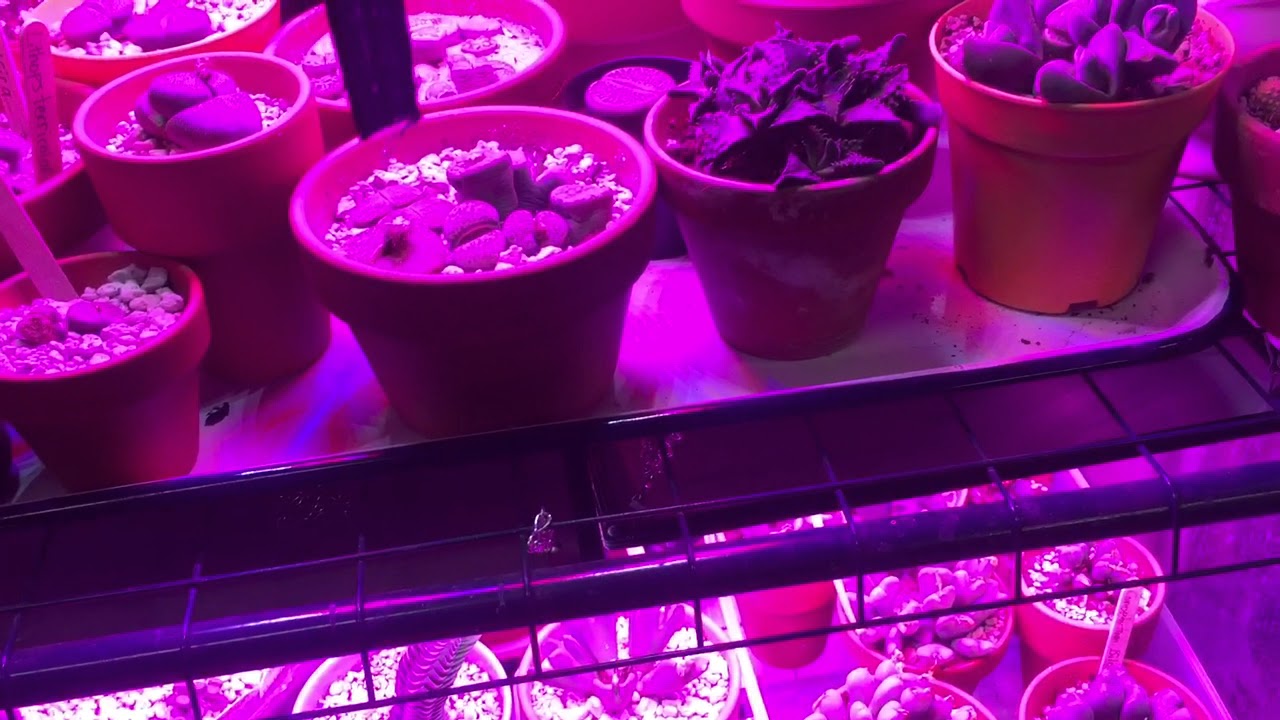 Baby Toes (Fenestraria) Getting Ready To Bloom