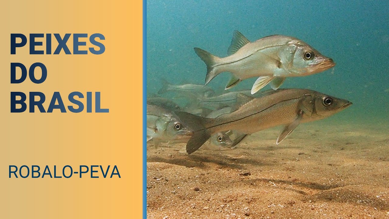 Peixes do Brasil - Robalo-peva (Centropomus parallelus)