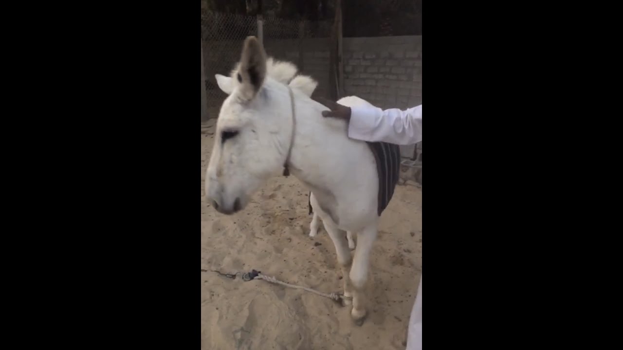 70 الف ريال سعر الحمار