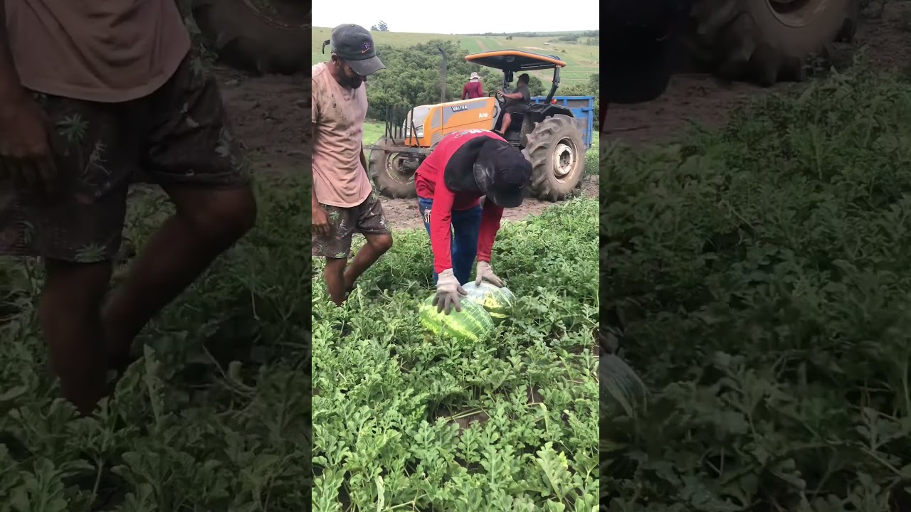 You Won&rsquo;t Believe the Size of These Watermelons &ndash; Too Big to Carry Two