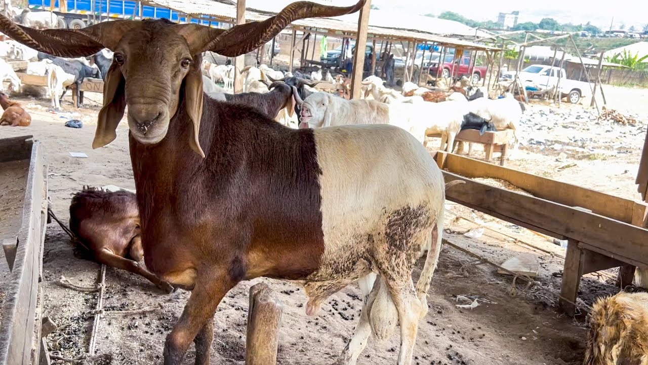 Ram And Goat Price For Christmas And New Year 2022 - Alhaji Nurudeen Ram Seller At Asero Market