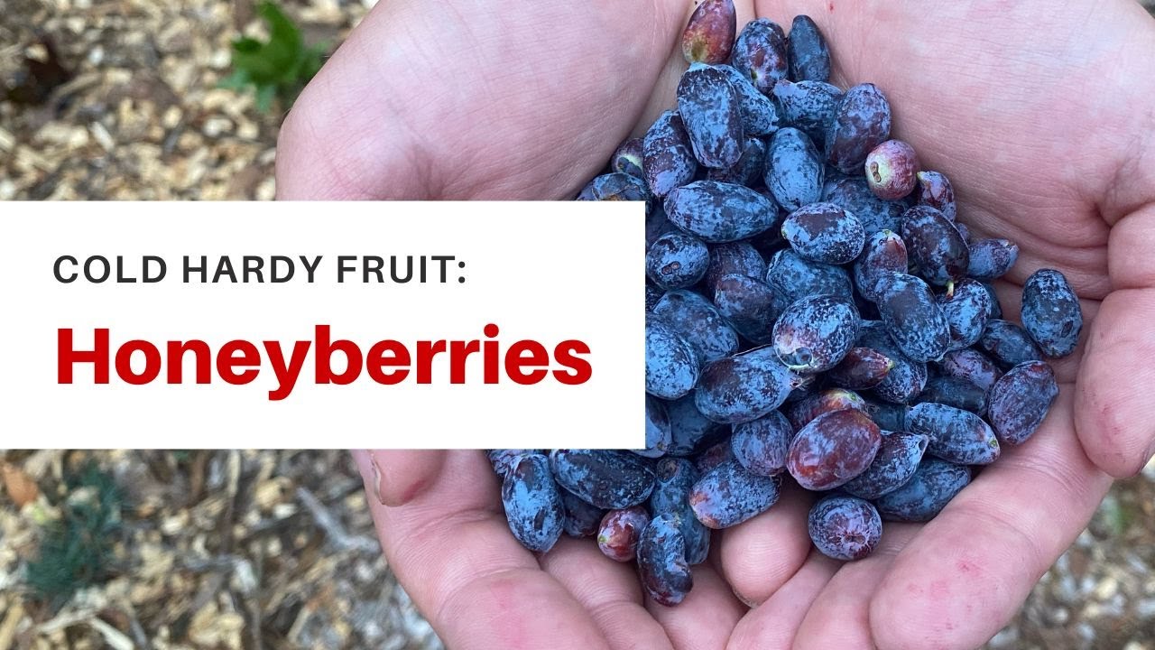 Discover the Incredible Honeyberry: Secrets to Growing the Ultimate Cold-Hardy Superfruit!