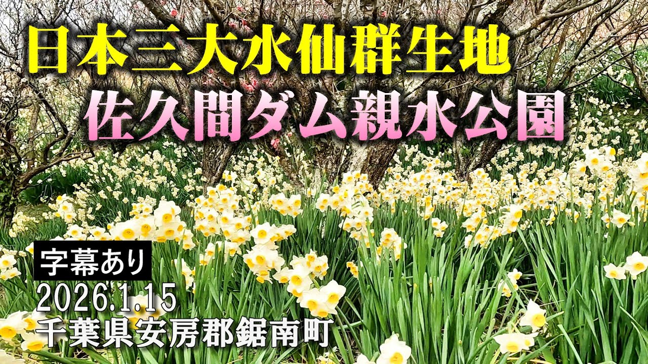 日本三大水仙群生地を歩く ～佐久間ダム親水公園水仙園～ : 千葉県鋸南町「江月水仙ロード」Japan's three largest daffodil colonies : 4K