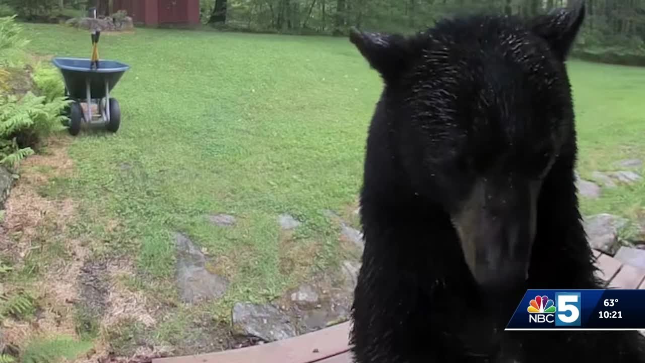 Black bear caught on camera trying to enter Stowe home
