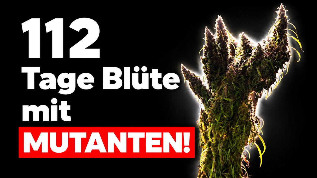112 Tage Bl&uuml;te - Samen bis zur Ernte - Teil 2 mit Mutanten durch 16 Wochen Bl&uuml;tephase in Living Soil