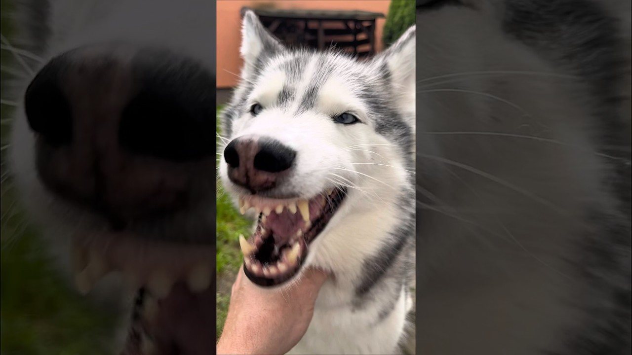 Is a Husky Dangerous? The Truth in 20 Seconds #siberianhusky #husky #huskylife