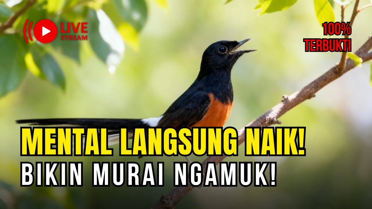🔴LIVE 32 -  FULL GACOR PAGI INI! Masteran Murai Batu Bikin Mental NAIK