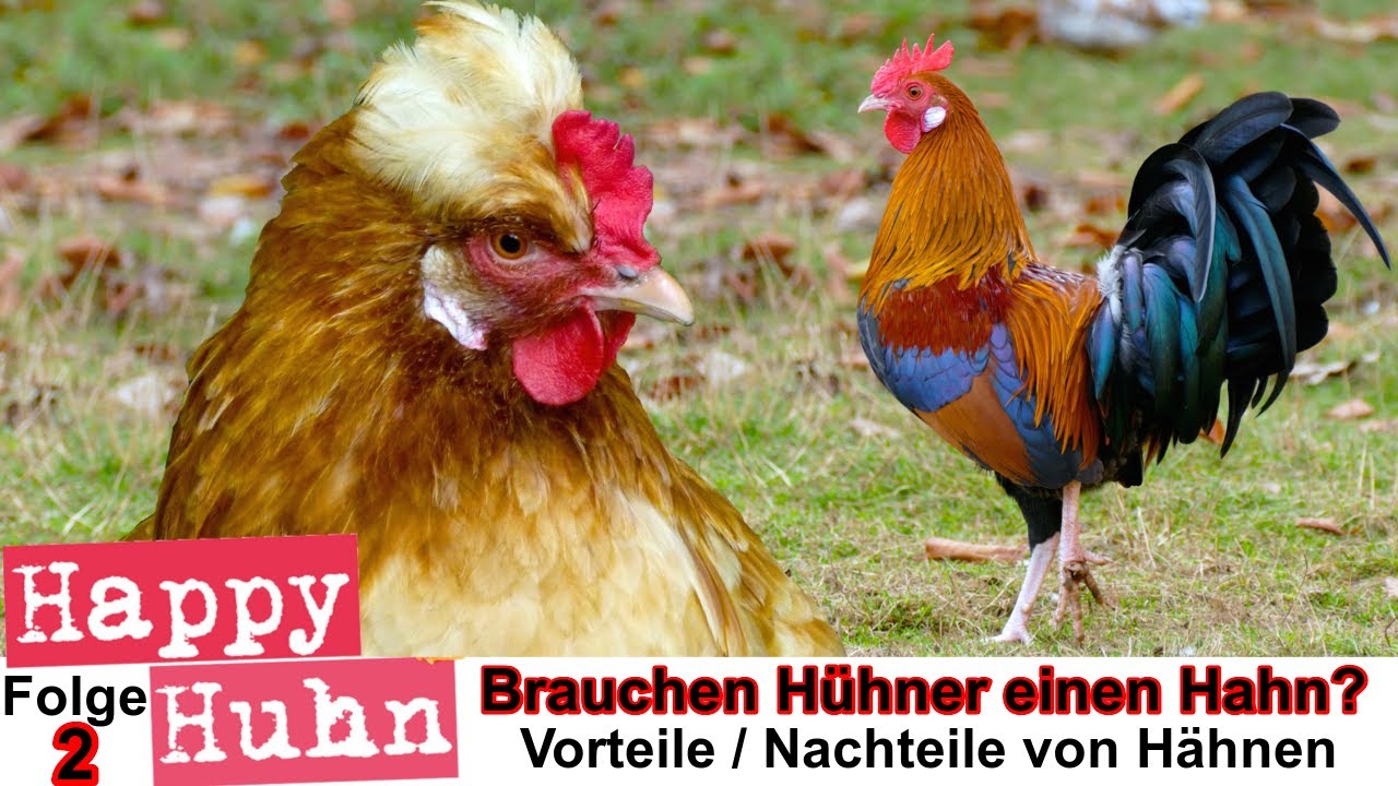 E2 Brauchen Hühner einen Hahn? Hat ein Hahn Vorteile? HAPPY HUHN - Nachteile von Hähnen für Küken