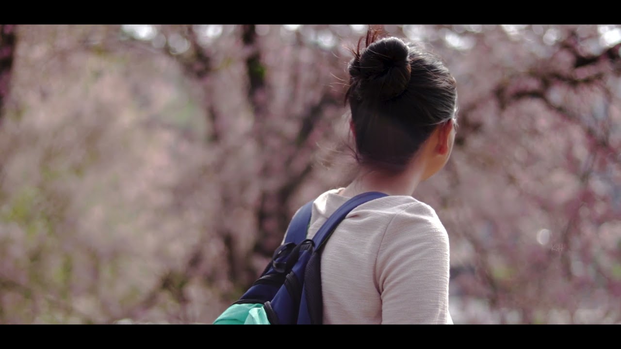 Cherry Blossom Nongstoin (Meghalaya) 2021🌸🌸🌸(Cinematic Video)