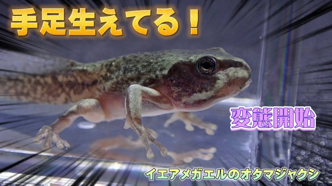 イエアメガエルのオタマジャクシにそろそろ上陸しそうな気配が！