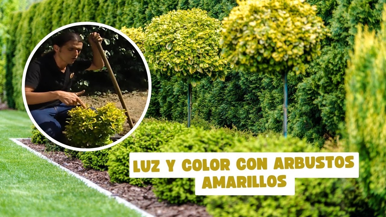 🌿 Cómo crear un parterre con arbustos de hoja amarilla | Diseño y plantación paso a paso
