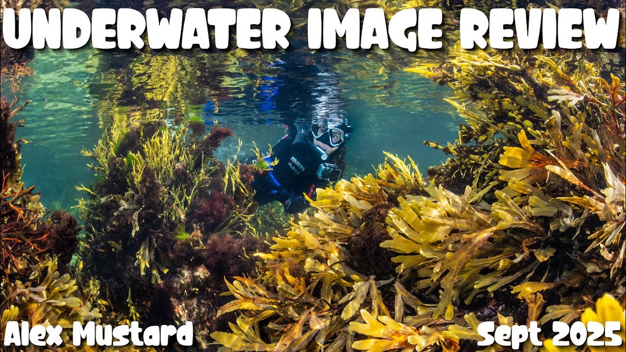 Underwater Image Review. Alex Mustard. Sept 2025. 2