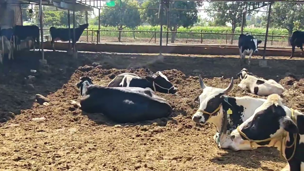 आज आम्ही सुदाम भाऊ यांच्या शेतात गेलो गायीचा कोठा बघण्याकरिता. 