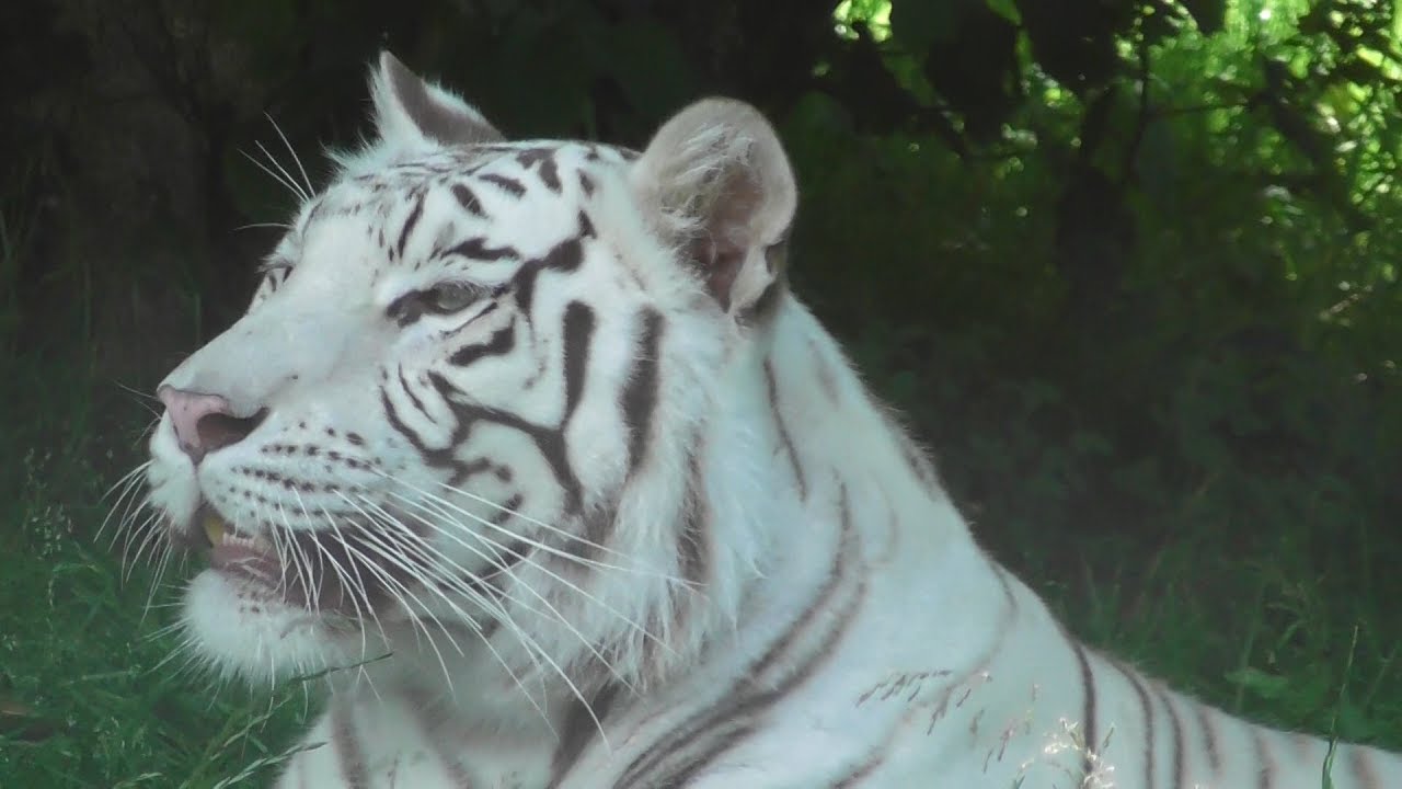 ZooParc de Trégomeur 2017 (Côtes d'Armor)