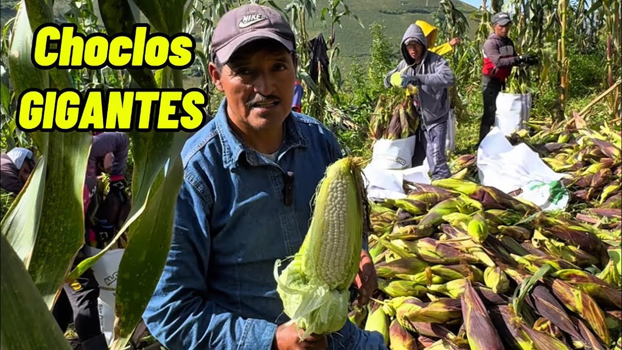 Ellos solo viven del CULTIVO DE CHOCLOS GIGANTES🌽 pueden ganar hasta 5 mil dólares vendiéndolos