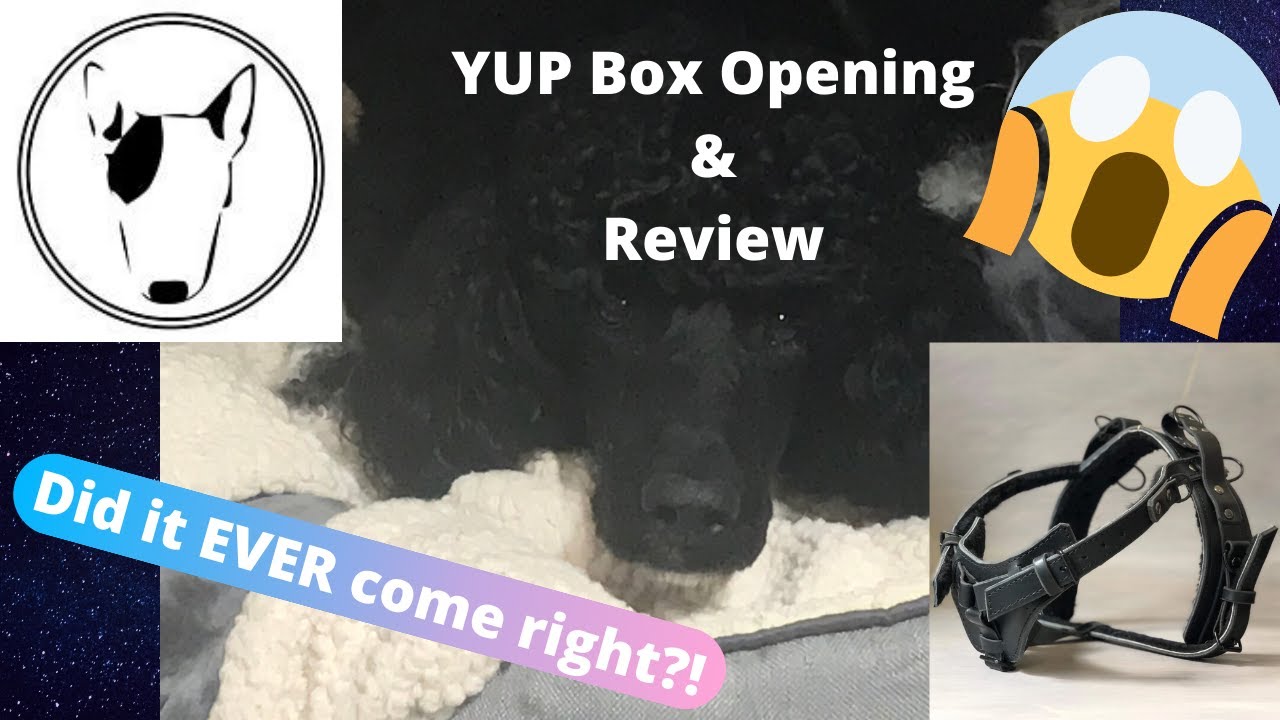 Yup Collars Service Dog Mobility & Guide Y-Front Harness Box Opening!
