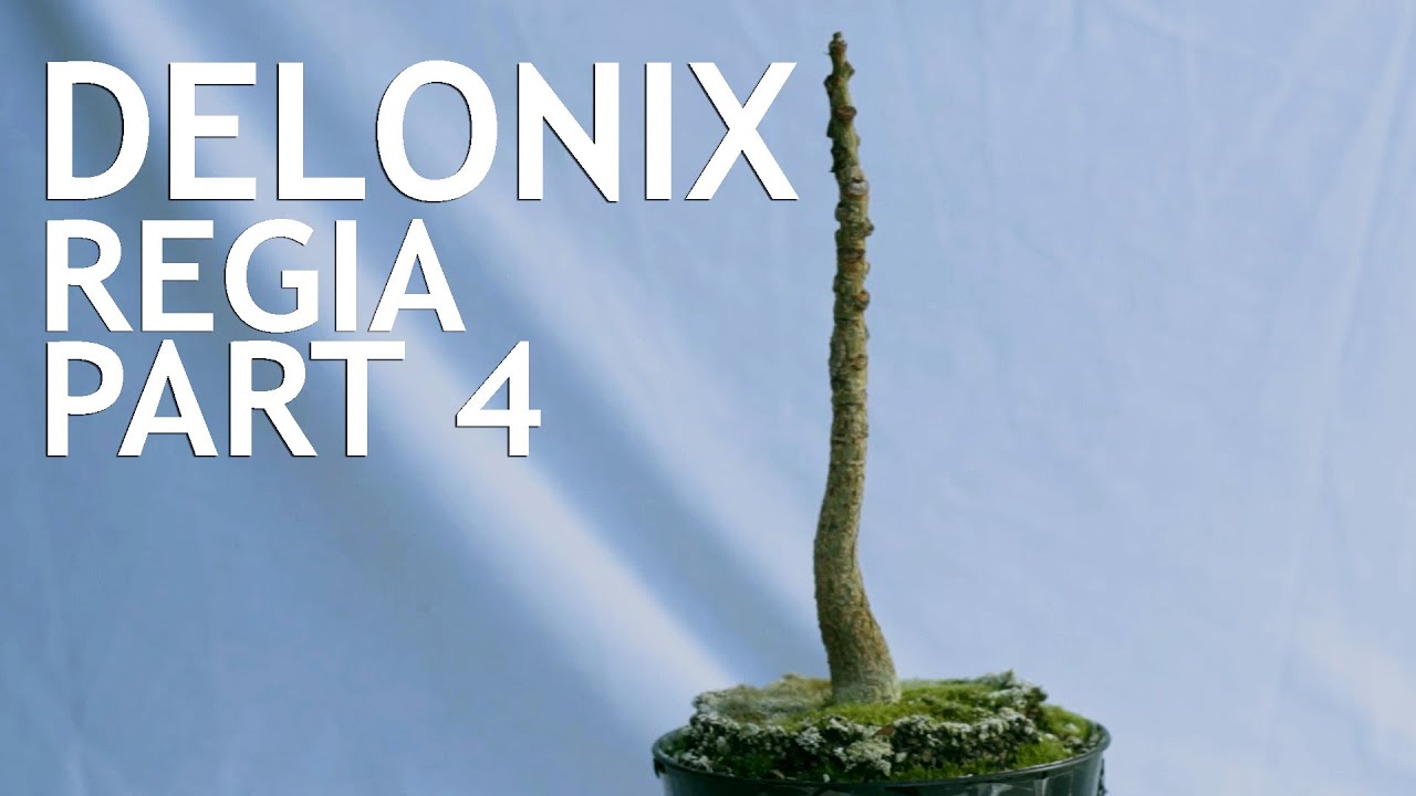 Delonix Regia Part 4