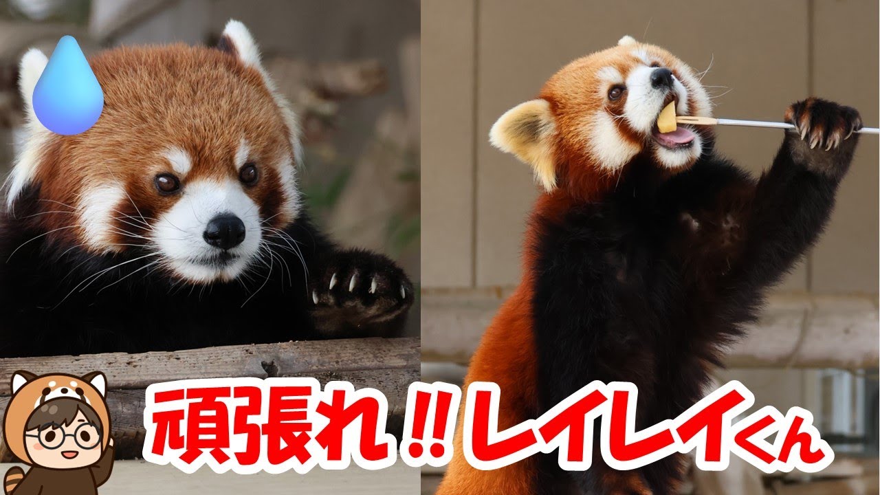 秋吉台サファリランドで優香ちゃんと再び同居を始めたレイレイくんがめちゃめちゃビビりでした！