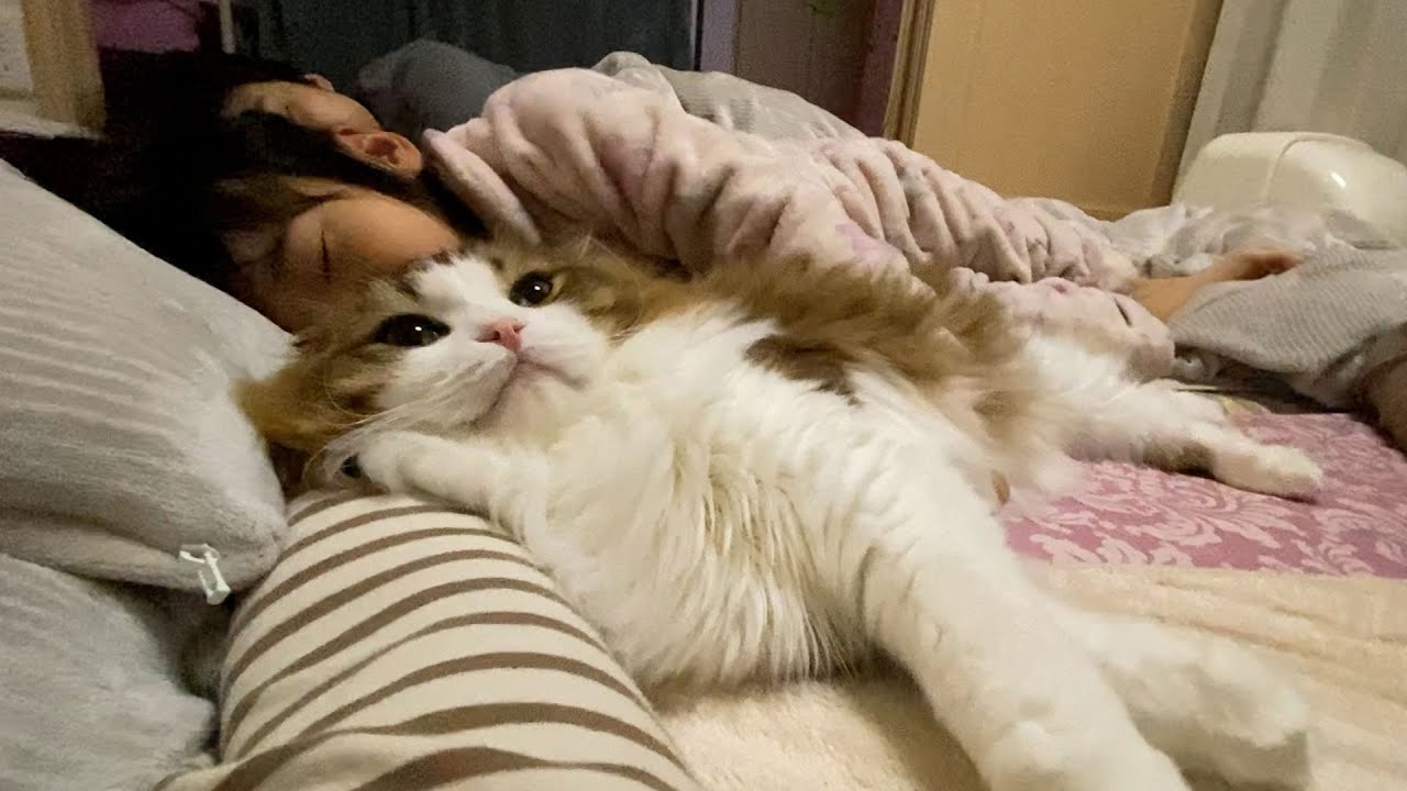 朝起きたら猫が隣で寝ていて娘がとても幸せそうだった