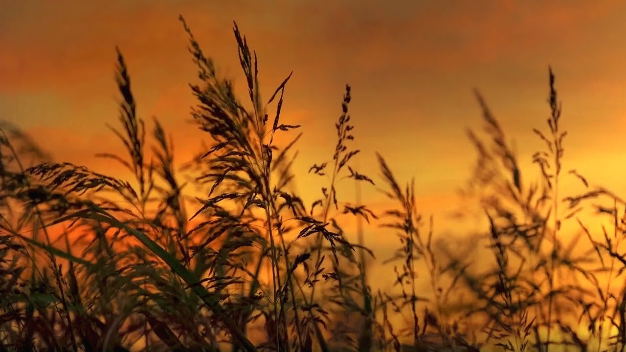 Unwind Your Mind & Fall Asleep In Minutes | Summer Evening Ambience To Help You Sleep At Night