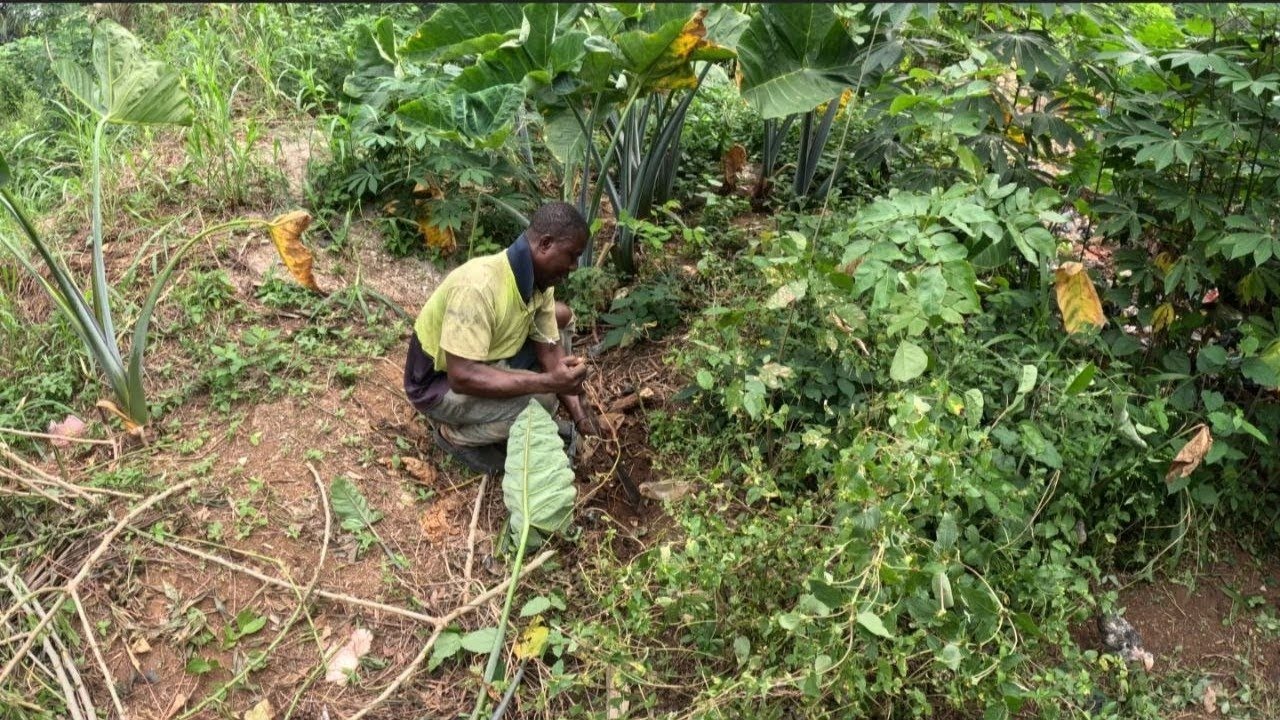 Exploring My Farm | Africa Daily Routine