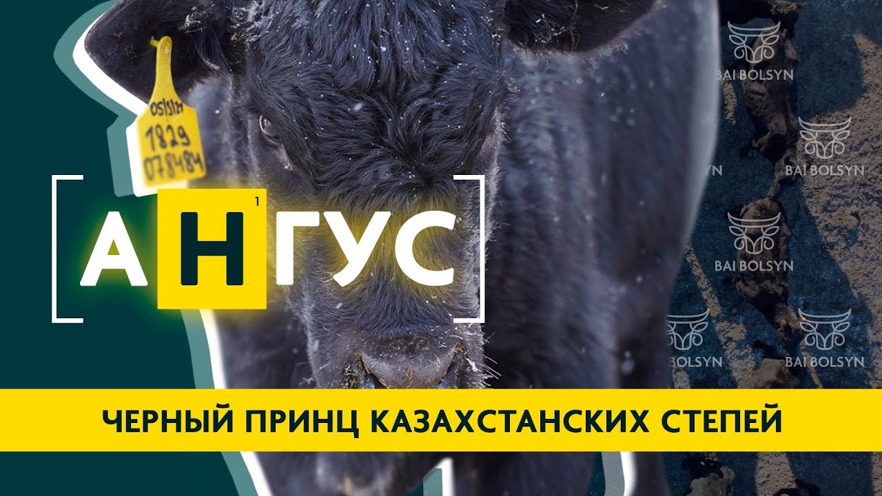 Абердин-Ангус — лучшая мясная порода для Казахстана? Преимущества, недостатки, содержание КРС