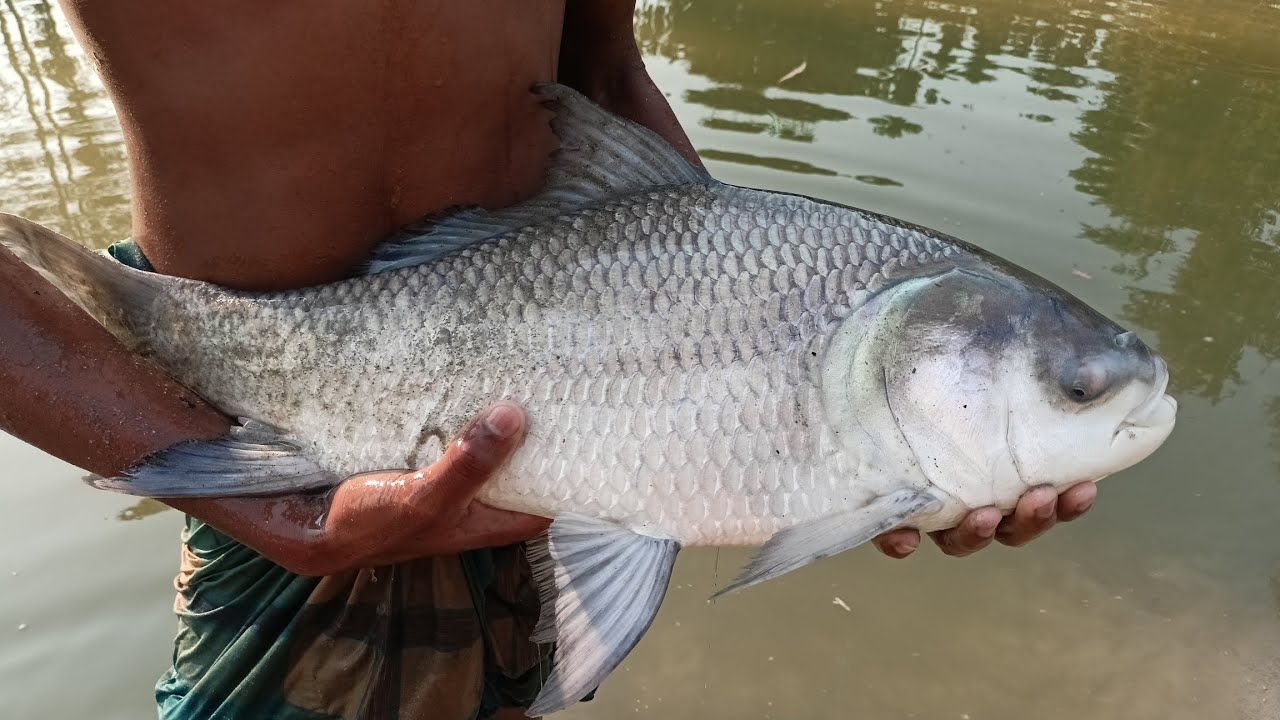 মুটা জাল দিয়ে পুকুর থাকে বড় কাতলা মাছ ধরলাম #fish #bigfish #কাতলামাছ #mrfishing
