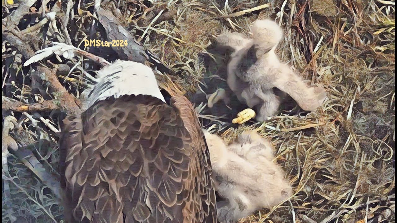 SWFL EAGLES ⭐HUNGRY Es!!⭐TWO BONKS & A FLOPPY FISH!⭐E25 HOLDS HIS OWN! 💕🐥🐟🐥💕