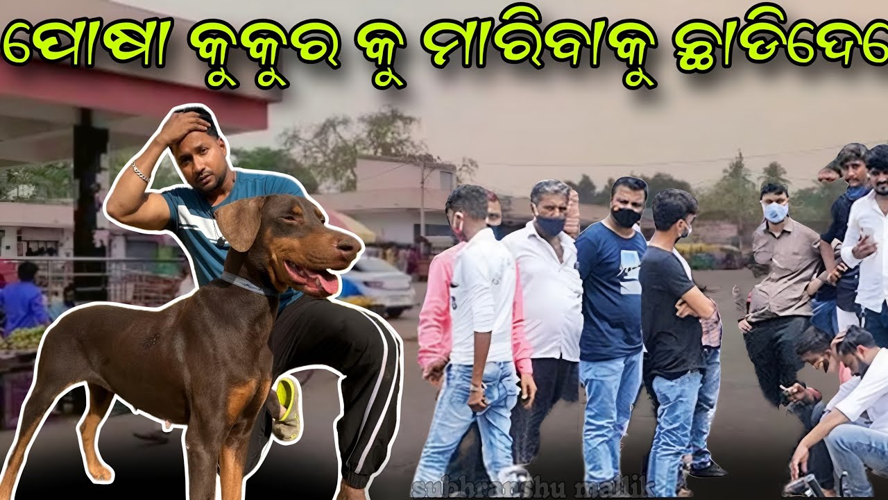 ମରିବାକୁ ଛାଡ଼ିଦେଲେ ପୋଷା କୁକୁର କୁ ରାସ୍ତାରେ || Doberman Dog || Pet Lovers || Animal lover || Mini Zoo |