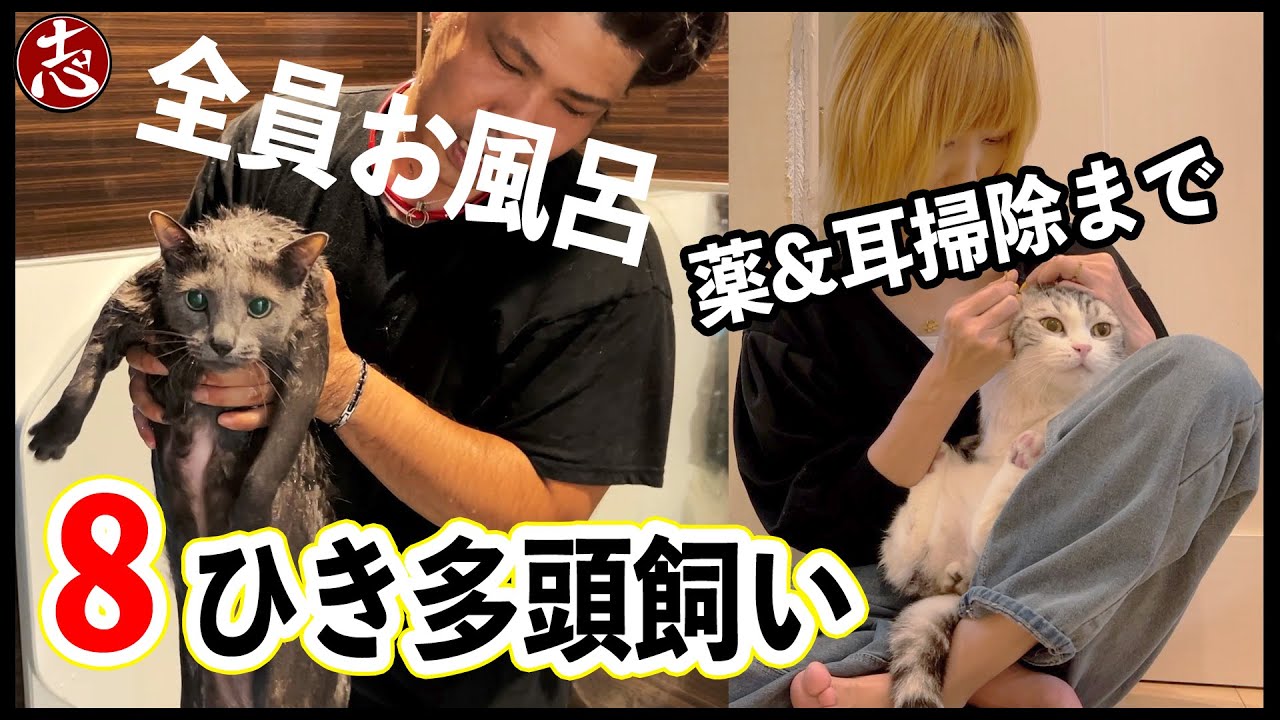 【負傷💦】猫８匹全員お風呂に連行します・・・！！！