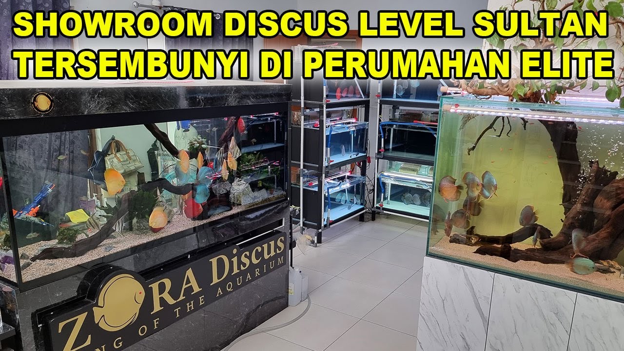 Jual Ikan Discus Level Sultan Ngumpet Di Perumahan Elite - Zora Discus