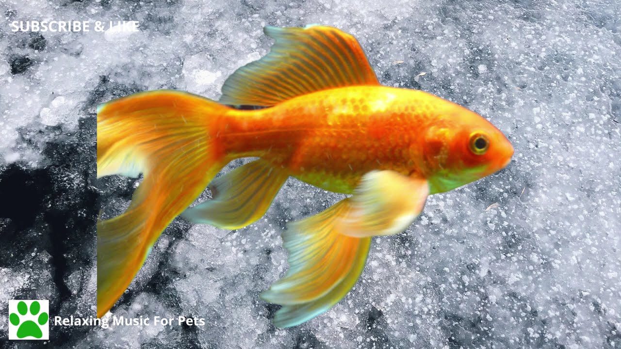 Relaxing Music for Goldfish | Calming and Soothing Music to Attract your Pet Fish to You | 50 Mins